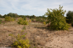 Schönower Heide