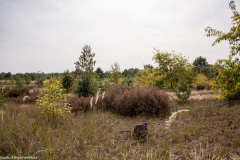 Schönower Heide