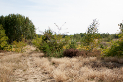 Schönower Heide