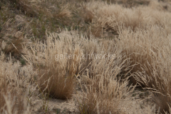 Schönower Heide