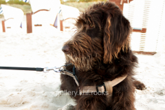 The Dog